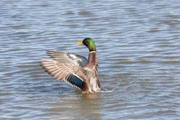 Male Mallard Ducks