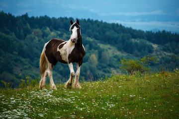 Irish Cob