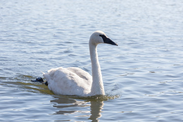 Trumpeter Swan bird