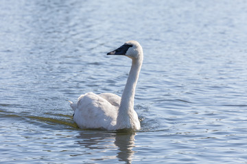 Obraz na płótnie Canvas Trumpeter Swan bird