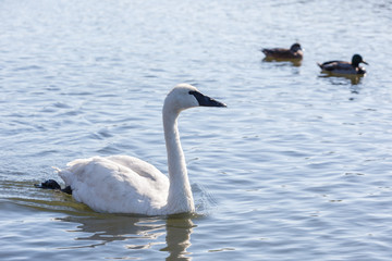Trumpeter Swan bird