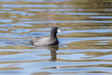 Common coot  bird