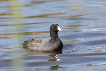 Common coot  bird