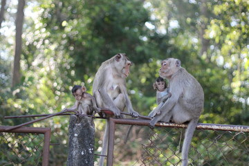 Naklejka na ściany i meble Pure love between mom and baby,Monkey mom and monkey baby.
