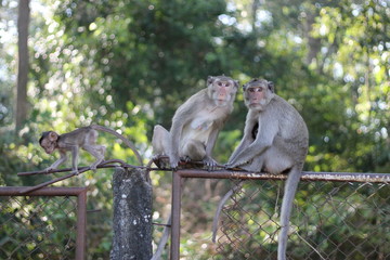 Pure love between mom and baby,Monkey mom and monkey baby.