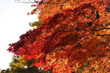 赤く燃える紅葉の木々