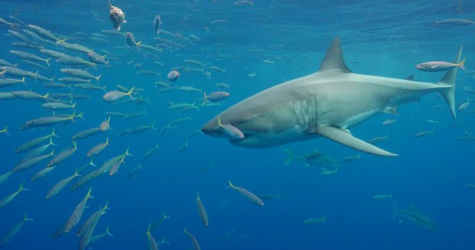 Great white shark swims close at Isla Guadalupe island Mexico