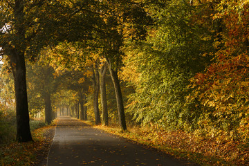 Autumnal country landscape./ Autumn forest road on misty morning in north Poland