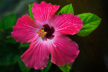 pink hibiscus flower