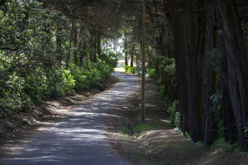 the path between the pine forest
