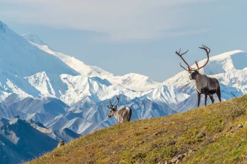 Door stickers Denali Majestic caribou bull in front of the mount Denali, ( mount Mckinley), Alaskal