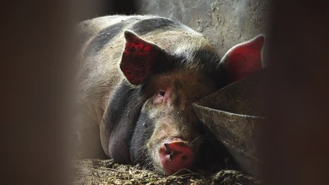 A big pig lies near the trough with food, chewing something sticking out her tongue