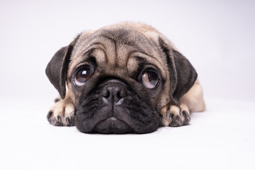 Pug, dog on white background. Cute friendly fat chubby pug puppy. Pets, dog lovers, isolated on white. © Anton Dios