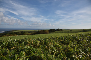 日本の北海道の宗谷岬