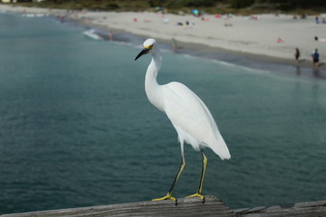 egret perched on a railing by the water
