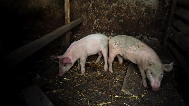 Little pink piglets on a farm. Two funny pigs in the pigsty