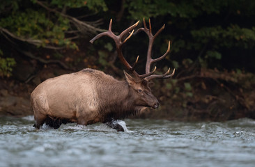 Naklejka na ściany i meble Elk in the River 