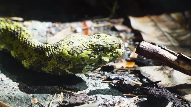 Snake licking a branch in Slow motion.