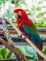 Large red scarlet macaw Ara macao