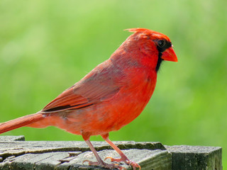 red cardinal on a branch
