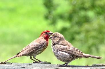 house finch
