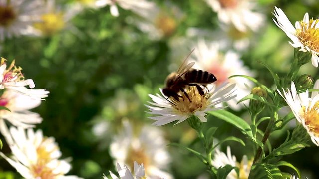 bee on flowers collecting pollen macro closeup