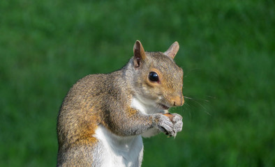 red squirrel