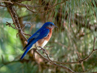 eastern bluebird on a branch
