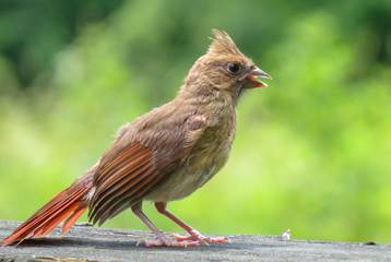baby cardinal