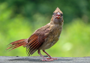 baby cardinal