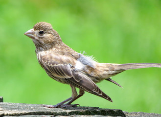 house finch 