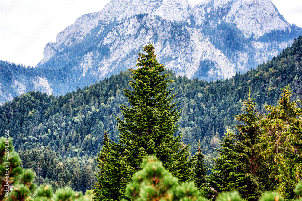 Wall mural view of high mountains wth green forest.