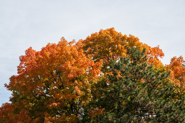 Fall Day Ottawa