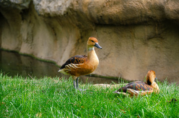 Patos descansando en la hierba