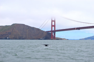 Whale Beneath the Golden Gate Bridge