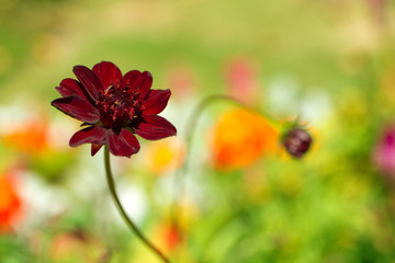 チョコレートコスモス