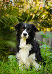 Black and white Border Collie dog