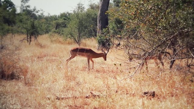 รูปภาพSabana – เลือกดูภาพถ่ายสต็อก เวกเตอร์ และวิดีโอ7,206 | Adobe Stock