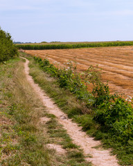 Fototapeta na wymiar Field with brown cut flax in rows drying in the sun