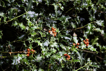 Christmas holly leaves