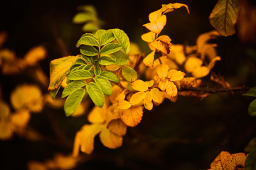 Photo of dog-rose leaves and berries. Golden autumn.
