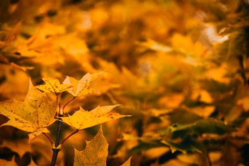 Photo of maple leaves on a tree. Golden autumn. Bright red, yellow, orange background.