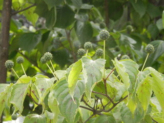 ヤマボウシの熟していない果実(宮城県)