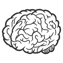 Vector brain illustration. An isolated illustration on a white background.