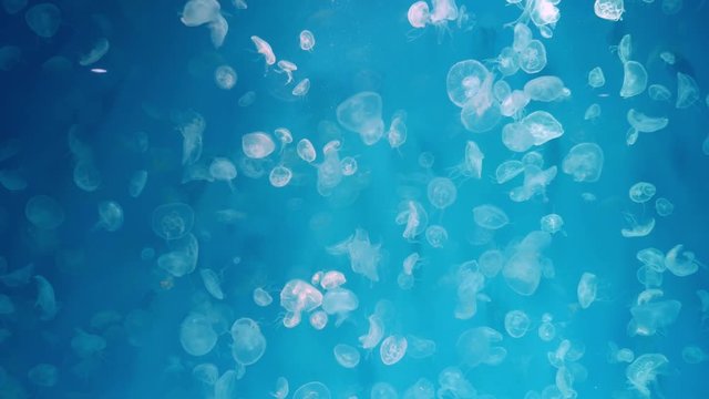 Close-up Jellyfish, Medusa in fish tank with neon light. Jellyfish is free-swimming marine coelenterate with a jellylike bell- or saucer-shaped body that is typically transparent.