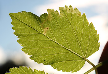 Mine of Phytomyza obscurella larva on green leaf of Aegopodium podagraria