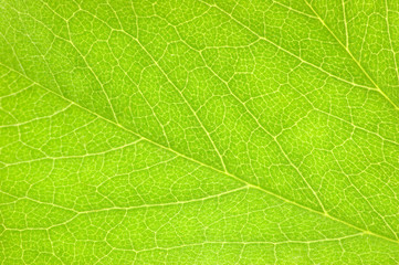 Naklejka na ściany i meble Green Leaf Macro Closeup Background Texture, Large Detailed Textured Pattern Horizontal Copy Space