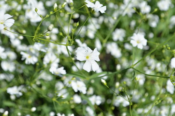 peque&ntilde;a flor blanca