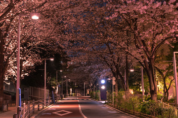 Fototapeta premium Roppongi Sakurazaka, Tokyo, Japan - March 26, 2018: Cherry blossoming at Roppongi Sakurazaka, Tokyo, Japan.