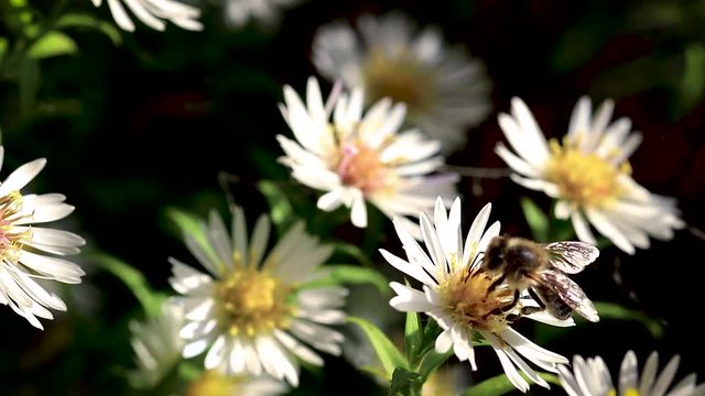 Buisy Bilder Durchsuchen 54 Archivfotos, und Videos